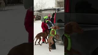 Как прошли гонки на ездовых собаках в Омске? | &quot;Гиперборея-2024&quot; #омск #jvcr #ездовойспорт #собаки