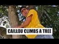 Caillou Climbs A Tree Shorts