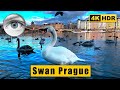 Prague Smichov the Swan kingdom walking tour 🇨🇿 Czech Republic 4k HDR ASMR