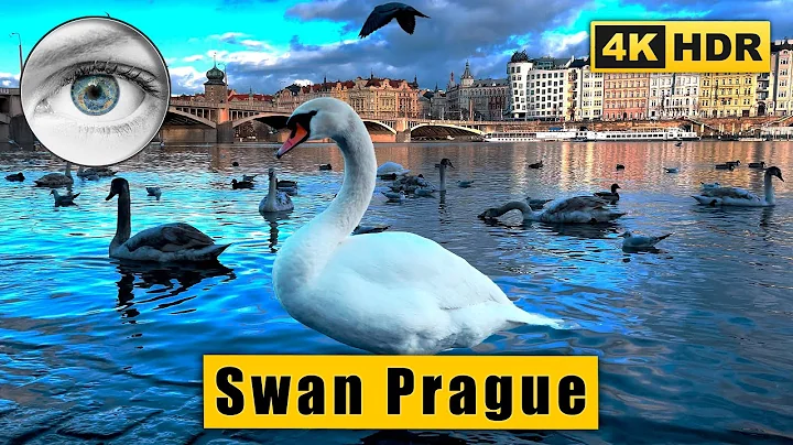 Prague Smichov the Swan kingdom walking tour  Czec...