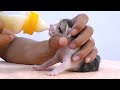 2-day kitten drinking milk is so cute.rescue the kittens - protect the cats