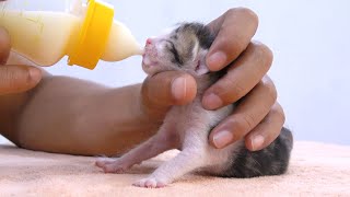 2day kitten drinking milk is so cute.rescue the kittens  protect the cats