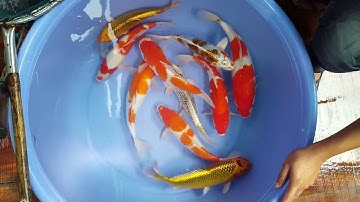 Trang trại cá chép Koi - Luna Koi Farm