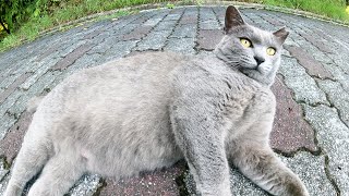ロシアンブルーのような灰色猫をモフるとゴロンゴロンと転げ回った