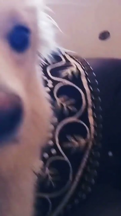 #shaakal #video - YouTube