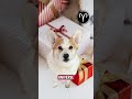 Aries, this one’s for you 😂♈️ Follow for more 🐶 #zodiacs #knowthezodiac #zodiacdaily