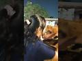 गऊ सेवा🙏❤️ #cowvideos #varanasi #help #viralvideo #blessings #happy #share #family #subscribe #like
