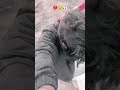 अब तो शुरू से ही टूटे हुए मैं साहब #love #youtubeshorts #shortvideo #brokenheart 🥺💔👀