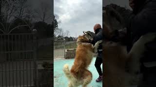 Husky Dog Attack On His Owner