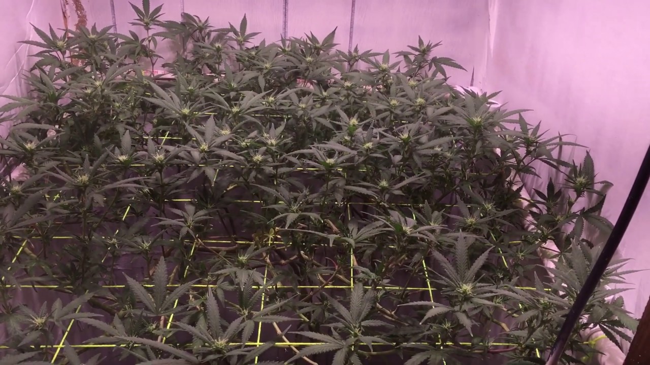 Day 13 of flower Critical Hog, Garden Update: NYC Diesel, Citrus Farmer F2, Sour Kush x Rugburn OG