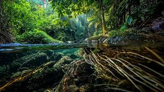 (NO A.I) River and Under Water Exploration