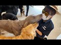 【幼稚園】大型犬ちーむ🎋