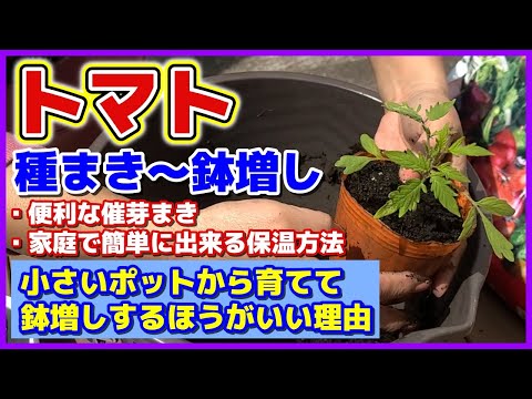 トマトの種まき、正解は4月15日？プロが教えるベストタイミング