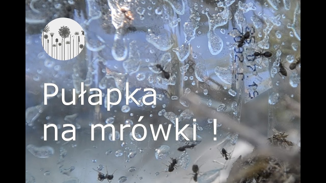 pu-apka-na-mr-wki-jak-zrobi-pu-apk-na-mr-wki-youtube
