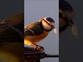 Mésange bleue au lever du soleil 🐦🌄 Dinard, France - Short video nature 4k 2025 #mésange_bleu