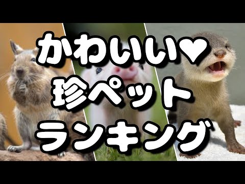 飼ってみたい！かわいい珍ペットランキング