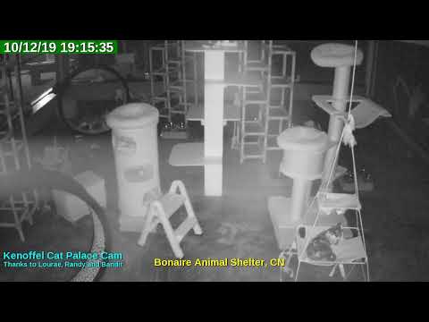 video editing software free Animal Shelter Bonaire Live Stream