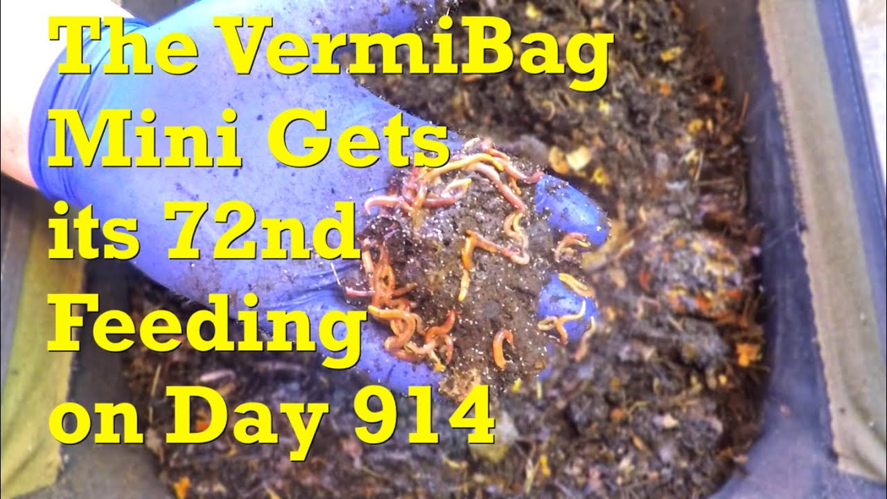 Red wiggler worms in 914-day VermiBag Mini fed a hefty portion of cabbage - vermicompost