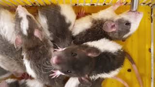 [ASMR] 11 rat younglings and their mother having a nibble