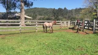 A Venda Filho Do Laredo Blue - .Temcavalos.br