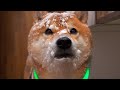 柴犬、大雪で別人になって帰宅。
