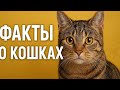 Интересные факты о кошках