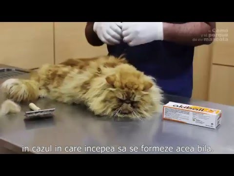 PISICI -  Ingrijirea pisicilor cu blana lunga