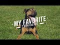 MY FAVORITE TERRIER BREEDS の動画、YouTube動画。