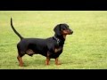 Very cute doggie. I advise everyone to look.Такса. Очень милый песик. Советую всем глянуть