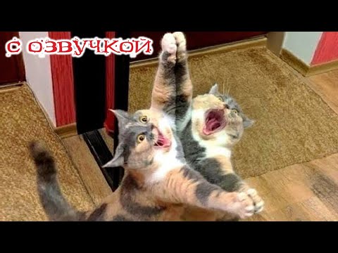 Приколы с котами! С ОЗВУЧКОЙ! САМЫЕ СМЕШНЫЕ ЖИВОТНЫЕ! Смешные коты! ДО СЛЁЗ!