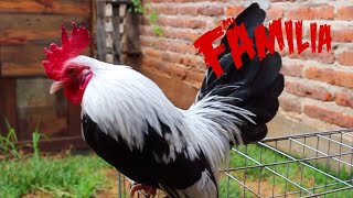 Como curar la ronquera en gallos de pelea