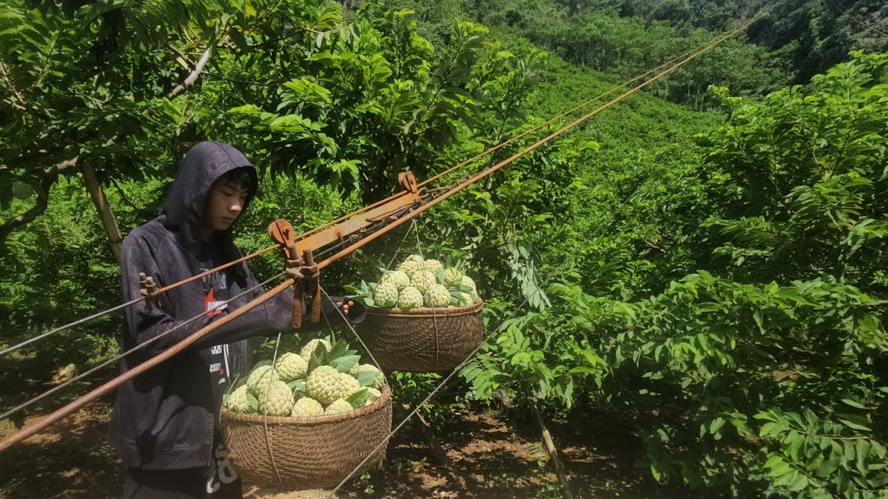 BỘ TỜI NA CÓ 102 CỦA BÀ CON THU HOẠCH NA TỪ TRÊN ĐỈNH NÚI TẠI LẠNG SƠN 