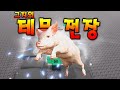 그지의 테무 전장 경험기