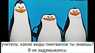 пингвины из мадагаскар