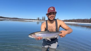 Spring Fly Fishing For Huge Steelhead |Kenai River|