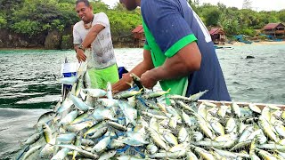 Nelayan Panen Ikan Kembung dipinggiran full 1 perahu, ini bisa lauk sebulan