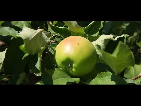 მე 13 გეგმიური წამლობა ვაშლის ბაღში   კარტლისი