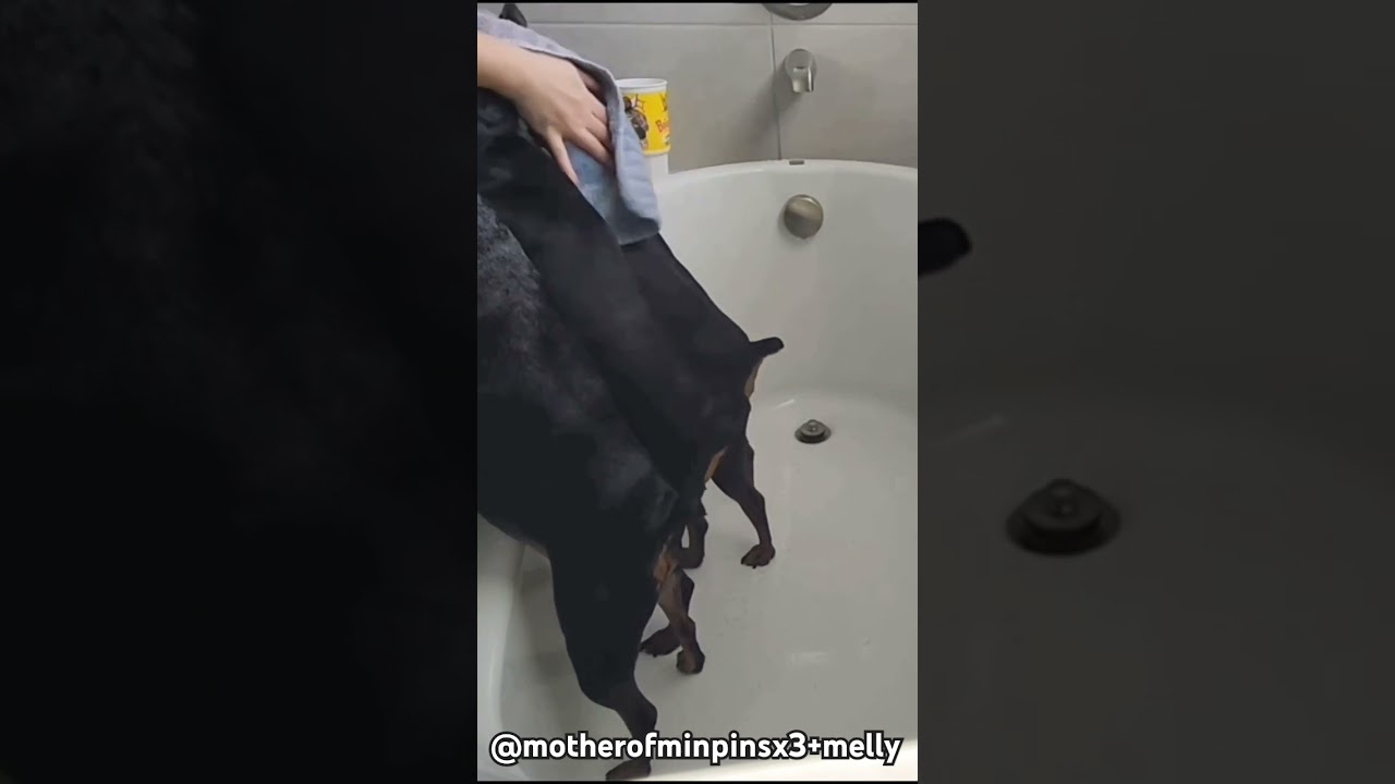 Bath time is a WORKOUT with 4 dogs!  