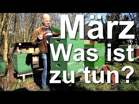 März: was bei den Bienen tun? Imker Arbeiten am Bienenstand - Dunkle Biene - Buckfast-Bienen