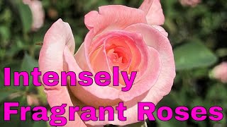 Top 10 Most Amazing Intensely Fragrant Roses In The World