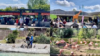 Largest zoo in U.K.| Chester Zoo 2022| popular tourist attraction