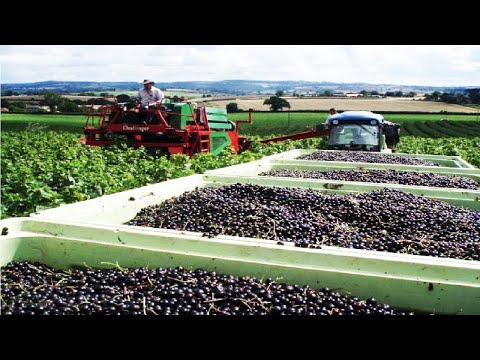 Video: How To Feed Currants In Spring? How To Feed For A Good Harvest In April? Fertilizing Black Currant With Mineral Fertilizers And Others