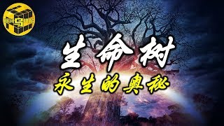 【未解之谜】上古神话中的神树 人类离长生不老还有多远？ [脑洞乌托邦 | 小乌 TV]