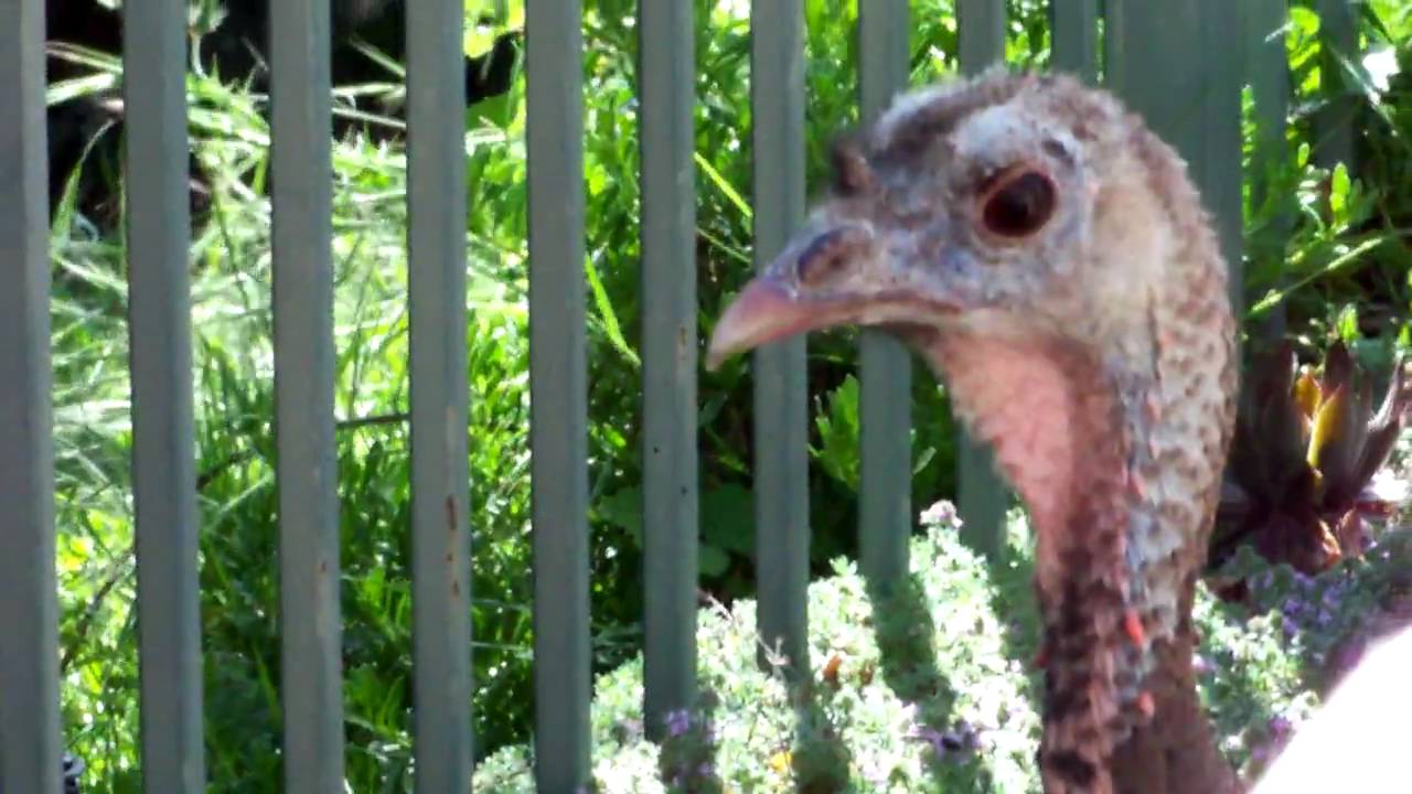 Our Pet Wild Turkey 1674 YouTube