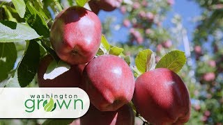 Washington Grown Season 6 Episode 10 Apples Washington Grown Season 6 Episode 10 Apples