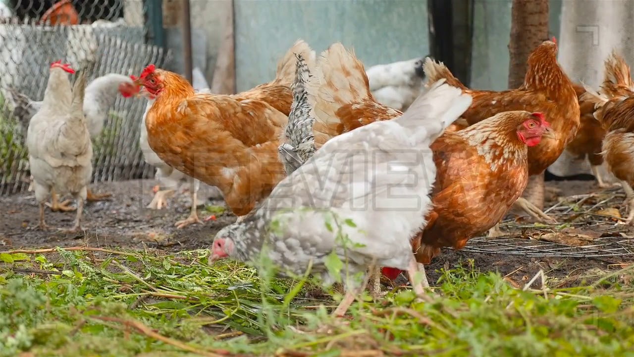 Chickens Eat In The Grass Stock Video YouTube