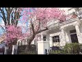 Walking London’s South Kensington & Chelsea 🌸 Cherry Blossom, Mews & Side Streets | 4K | Feb 2021