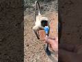 Hanuman Langur Ko Biscuit Aur Lollipop Dikhaya 😲 | Bandar Ka Cute Reaction | Monkey Funny Video
