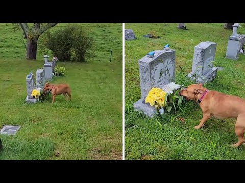 Puppy knows exactly where grandma's gravestone is