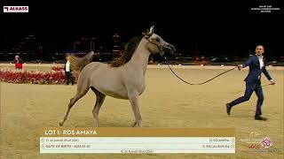 Kiahf 2024 Katara Arabian Horse Auction